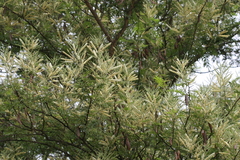 Acacia catechu